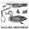 MALLAR/WATER FULL 1