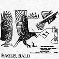 EAGLE FLY 1/2
