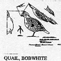 QUAIL/STND FULL 413