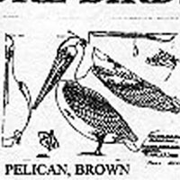 PELICAN. BRN 564C