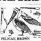 PELICAN. BRN 564C