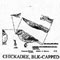 CHICKADEE BLKCAP 519