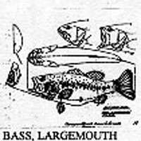 BASS/LARGEMOUTH 1019