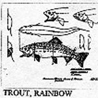 TROUT/RAINBOW 1013