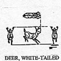 DEER/WHITE-TAIL 1255