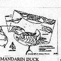 MANDARIN STND 369