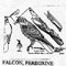 PEREGRINE FALCON 504