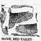 HAWK REDTAIL 572