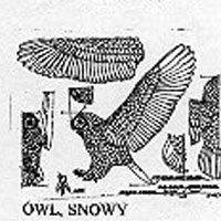 SNOWY OWL FLY 608