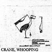 WHOOPING CRANE 559