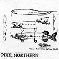 NORTHERN PIKE 1034B