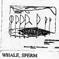 SPERM WHALE 22