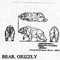 GRIZZLY BEAR 9