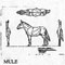 MULE STANDING 1216