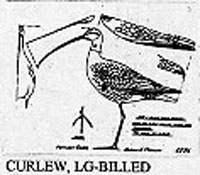 CURLEW/LGBL/STND 527