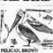 PELICAN/STND FL 564