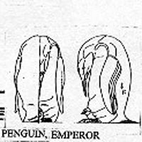 PENQUIN/EMPEROR 998