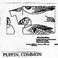 PUFFIN/WTR FULL 818