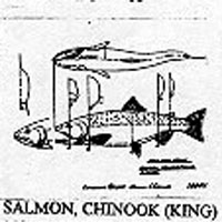 SALMON/KING 24