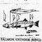 SALMON/KING 24