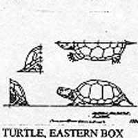 TURTLE/EAST BOX 1030