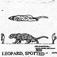 LEOPARD/SPOTTED 1237