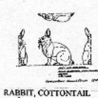 RABBIT/COTTONTL 1241