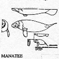 MANATEE 10