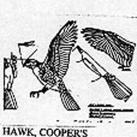 HAWK, COOPER'S 826 FLY/LANDING  FULL SIZE