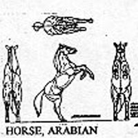 ARAB HORSE 11 1215