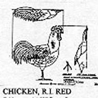 CHICKEN/RED STND 760