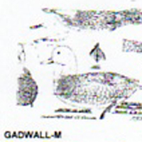 @^GADWALL FULL