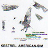 @^KESTREL/AMERICAN FULL