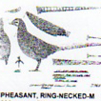 @^PHEASANT/RINGNECKED FULL
