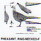 @^PHEASANT/RINGNECKED FULL