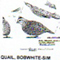 @^QUAIL/BOBWHITE FULL