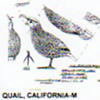 @^QUAIL/CALIFORNIA FULL