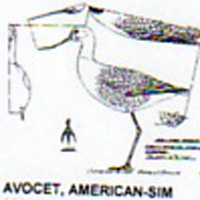 @^AVOCET/AMERICAN FULL