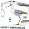 @^AVOCET/AMERICAN FULL