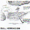 @^GULL/HERRING FULL