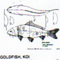 @^GOLDFISH/KOI 13