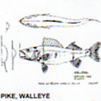 @^PIKE/WALLEYE 12
