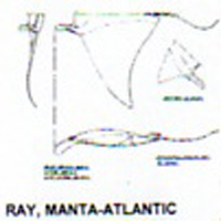 @^RAY/MANTA-ATLANTIC 12