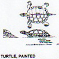 @^TURTLE/PAINTED 7