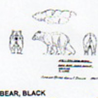 @^BEAR/BLACK 9