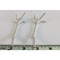 KILLDEER FEET (pair)