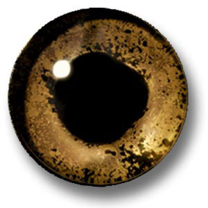 GOLD 12MM EYES PR