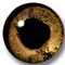 GOLD FISH EYES 10MM